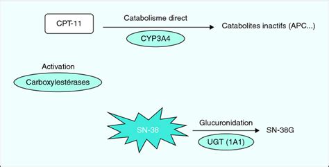 M Tabolisme De L Irinot Can Cpt Irinot Can Cyp A Cytochrome