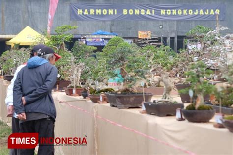 Ppbi Kabupaten Pasuruan Gelar Kontes Dan Pameran Harmoni Bonsai