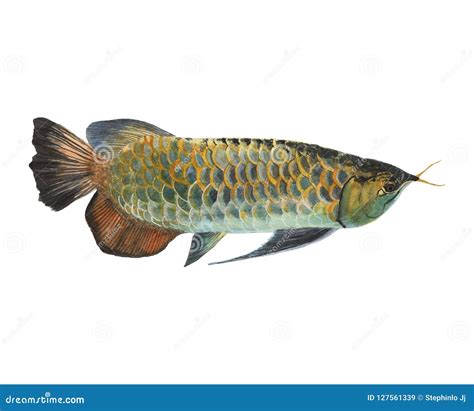 Arowana Isolated On White Background Arowana Hand Painted Watercolor