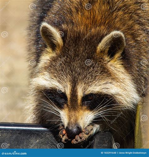 Raccoon Eating Potato Chip Stock Image | CartoonDealer.com #140989