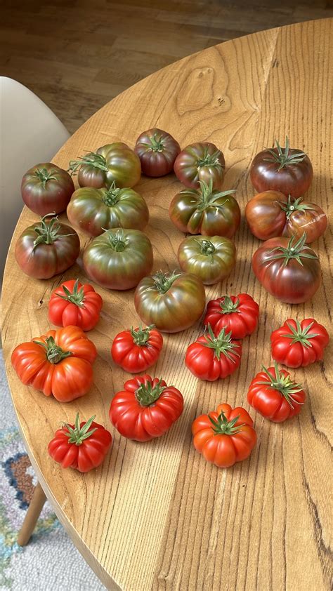 Quick Homemade Tomato Fertilizer — Meadowlark Journal