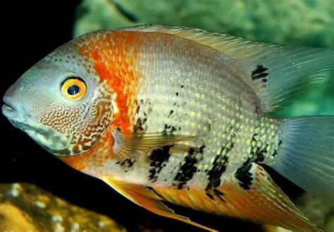 Mengenal Ikan Severum Banded Chidhlid Ciri Dan Jenis Jenisnya