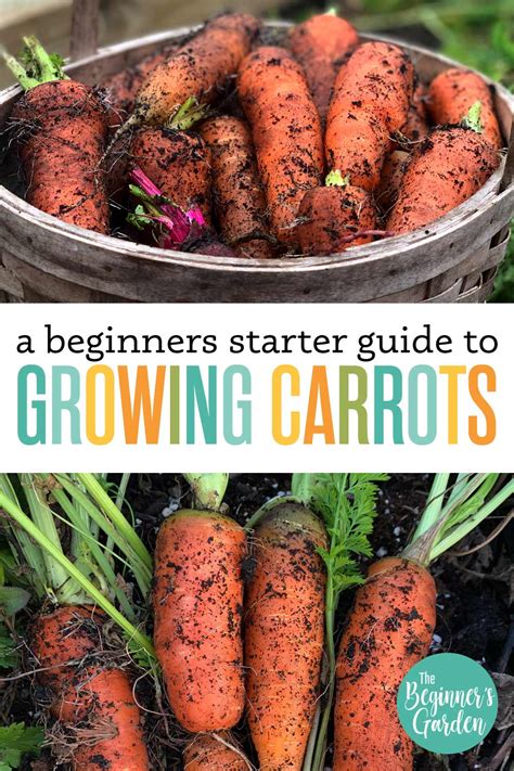 How To Grow Carrots Beginners Starter Guide The Beginners Garden