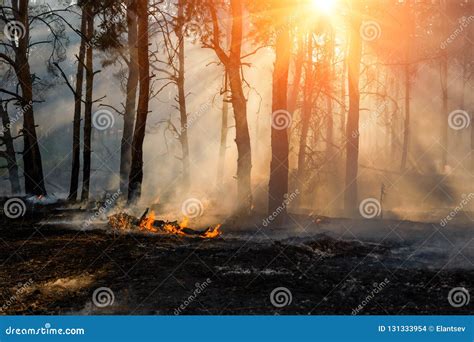 Forest Fire Alberi Bruciati Dopo Gli Incendi Forestali Ed I Lotti Di