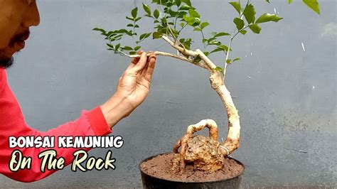 Membuat Bonsai Kemuning On The Rock Bonsaikiwa Youtube