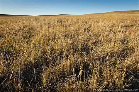 Fall Prairie Grass Tallgrass Prairie National Preserve Dengler Images Photo Archive