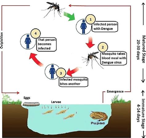 Life cycle of mosquito (Pradeep and Ma, 2015). | Download Scientific ...