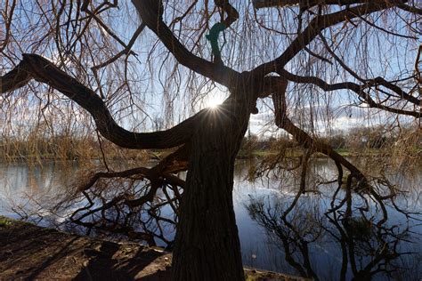 Weeping Willow Paris Landscapes Website Buy Fine Art Hassan