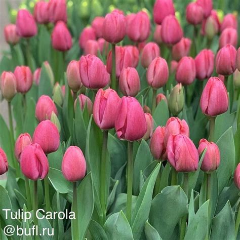 Tulip Carola авторское фото BUFL RU Цветок Тюльпаны Цветы