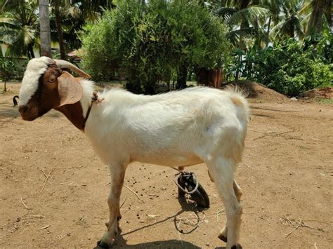 Brown Boer Goat Meat 25 30 Kgs At Rs 1000kg In Salem Id 2851293675588