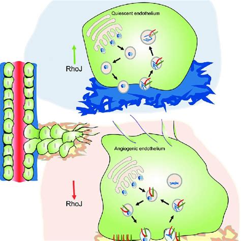 Quiescent Endothelial Cells Rest On A Laminin Rich Basement Membrane