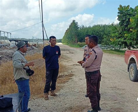 Harimau Sumatera Muncul Di Siak BBKSDA Riau Memasang Kamera Trap