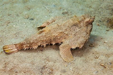 Peixe morcego de bolinhas características comportamento alimentação