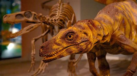 Field Museum of Natural History Tours - Book Now | Expedia