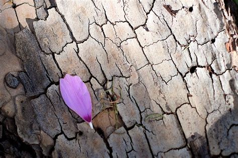 Free Images Tree Rock Branch Wood Texture Leaf Flower Trunk