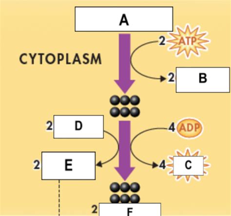 Cellular Respiration And Fermentation Diagram Quizlet