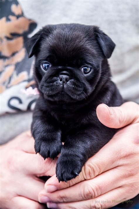 Holding a 10 week old pug - Imgur Black Pug Puppies, Pug Puppy, Cute ...