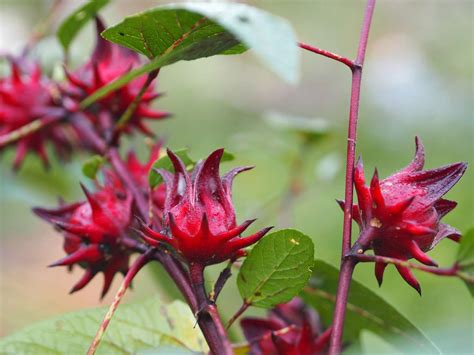 How To Propagate Hibiscus For Fresh Beautiful Flowers