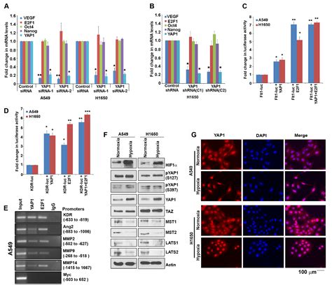 Human Lung Carcinoma Cell Lines A549 Atcc Bioz