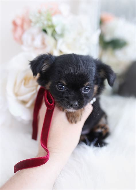 Tiny Black Chihuahua Puppies | Teacup Puppies & Boutique