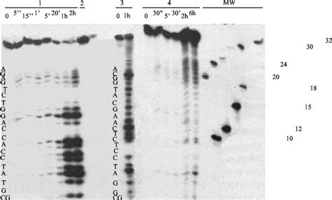 Exonuclease activity of NucT: degradative activity of 1 ␮ M NucT with ...