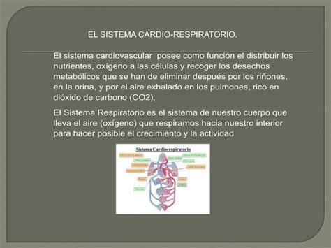 Sistema Cardio Respiratorio Ppt