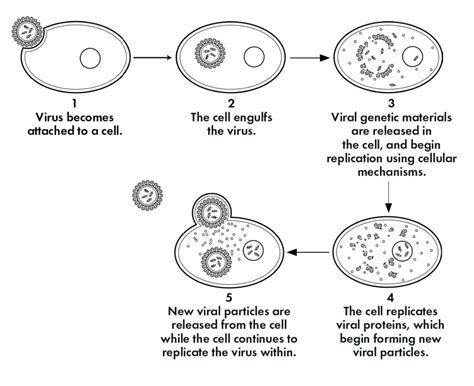 A World Of Viruses Harvard Museums Of Science And Culture