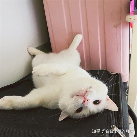 开始给我家猫治理猫传腹后，我每一天都想要放弃 知乎