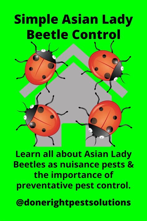 Four Ladybugs Sitting On Top Of Each Other In Front Of A Green Background