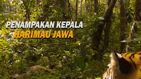 Penampakan Kepala Harimau Jawa Di Hutan Angker Penelusuran YouTube