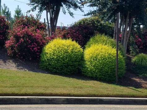 Бирючина обыкновенная Вариегата голд. (Ligustrum variegata gold) С10 ...