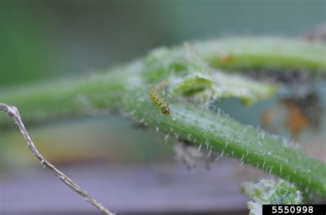 Pickleworm Diaphania Nitidalis