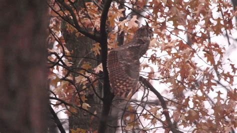 Male Great Horned Owl Grooms Yawns And Stretches 12 25 2016 Youtube