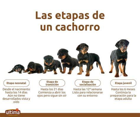 Qué Deben Hacer Los Cachorros De 3 Semanas