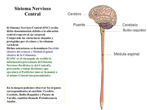 Mapa conceptual del sistema nervioso Central y Periférico Cuadros