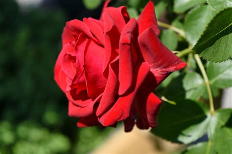 Free picture: gardening, red, roses, spring time, nature, shrub, flower ...