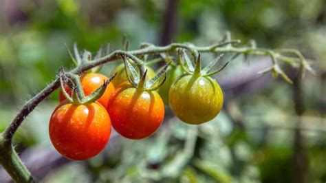 How To Grow Tomatoes Indoors Indoor Gardening