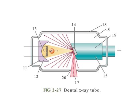 Dental Xray Tube Diagram Quizlet