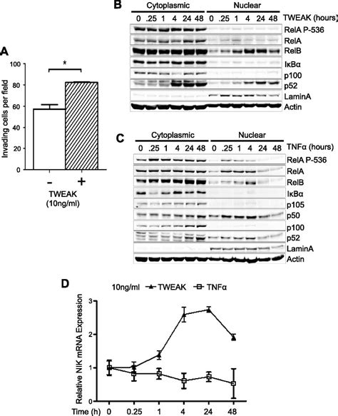 Tweak Induces Invasion Nik Mrna Expression And Noncanonical Nf B