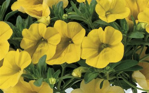 CALIBRACHOA - YELLOW