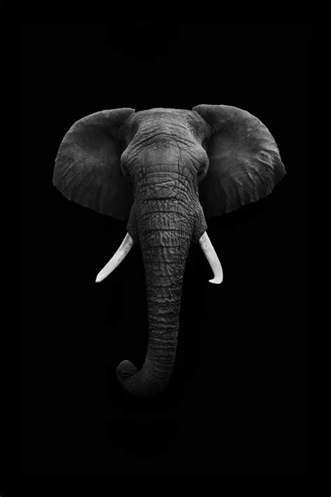 Custom Canvas Art Elephant Poster Elephant Wallpaper Animals Wall