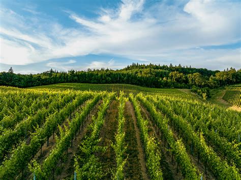 All You Need to Know about Oregon Wine Country - The Grape Grind