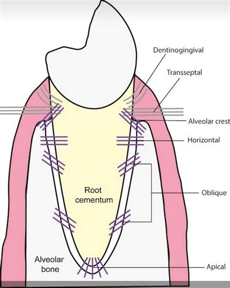 Periodontal Ligament Fibres MEDizzy