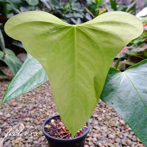 Indoor Care For Anthurium Subsignatum A Complete Guide