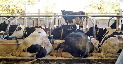 O Campo Unha Explotaci N Leiteira Que Atende Ao Gando E Ao Traballo