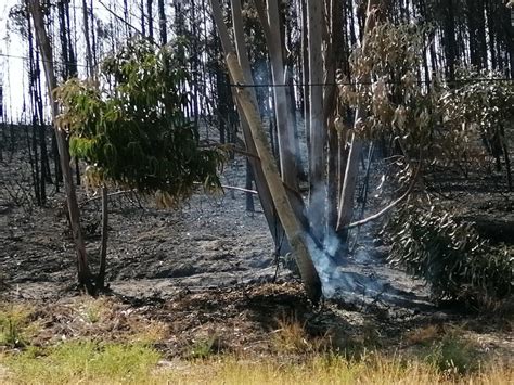 Incêndios Portugal já registou mais de 7 000 hectares de área ardida