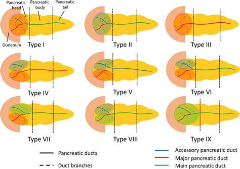 Ductal Anatomy Of The Pancreas Based On The Drainage Area Download Scientific Diagram