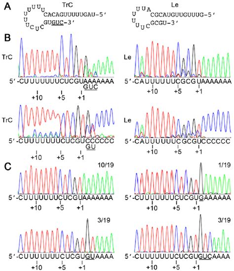 Sequence Analysis Of The Termini Of Rsv Antigenome And Genome Rna