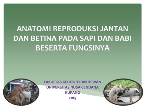 ANATOMI REPRODUKSI SAPI DAN BABI | PPT