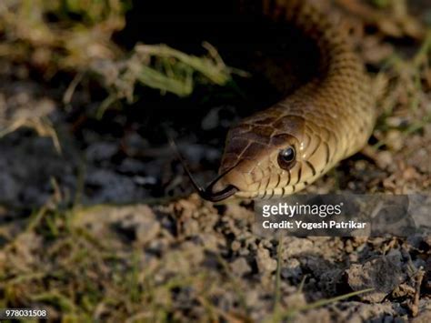 Indian Rat Snake Photos and Premium High Res Pictures - Getty Images